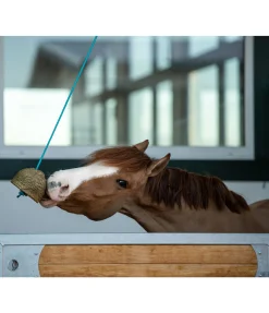 Online Balle de jeu Pomme Friandises & Récompenses|Pierres À Lécher & Accessoires