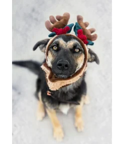 New Bois de rennes pour chien Rudolf Accessoires Pour Chien