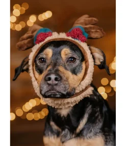 New Bois de rennes pour chien Rudolf Accessoires Pour Chien