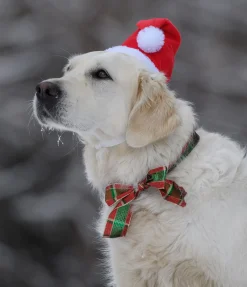 Hot Bonnet de Noël pour chien Santa Accessoires Pour Chien