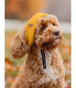 New Bonnet pour chien Evin Accessoires Pour Chien