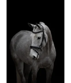 New Bridon Midnight Muserolle Française & Combinée