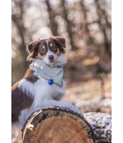 Best Écharpe réfléchissante pour chien Matériel Réflechissant Pour Chiens|Accessoires Pour Chien