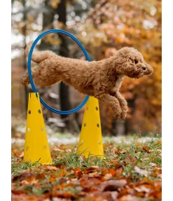 Hot Cônes d'agility Agility