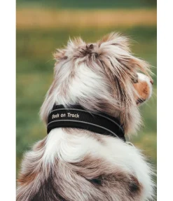 Online Collier anti-traction pour chien Charlie Harnais & Colliers Pour Chien