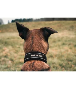 Online Collier anti-traction pour chien Charlie Harnais & Colliers Pour Chien