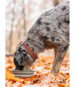 New Collier en cuir pour chien Livorno Harnais & Colliers Pour Chien