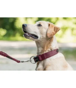 New Collier pour chien Becks Harnais & Colliers Pour Chien