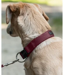 New Collier pour chien Becks Harnais & Colliers Pour Chien