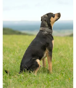 Best Collier pour chien Becks Harnais & Colliers Pour Chien