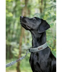 Best Collier pour chien Becks Harnais & Colliers Pour Chien