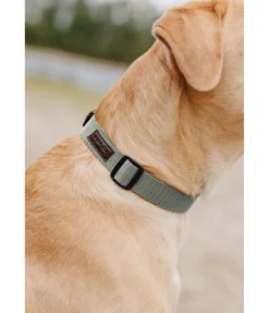 Discount Collier pour chien Champ Harnais & Colliers Pour Chien