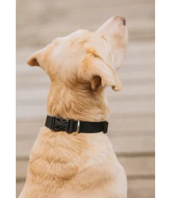 Clearance Collier pour chien Champ Harnais & Colliers Pour Chien