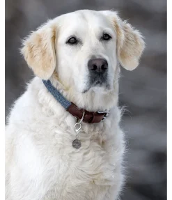 Discount Collier pour chien Rope Harnais & Colliers Pour Chien