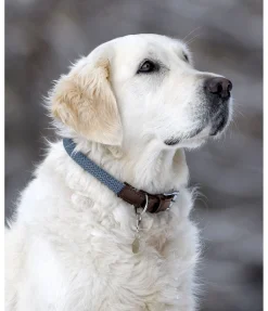 Discount Collier pour chien Rope Harnais & Colliers Pour Chien