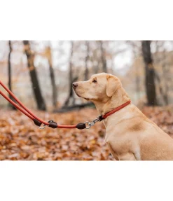 Clearance Collier pour chien Rope Harnais & Colliers Pour Chien