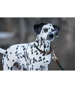 Discount Collier pour chien Rope Harnais & Colliers Pour Chien