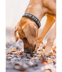 New Collier pour chien en cuir Nashville Harnais & Colliers Pour Chien