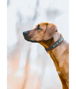 New Collier pour chien en cuir Nashville Harnais & Colliers Pour Chien