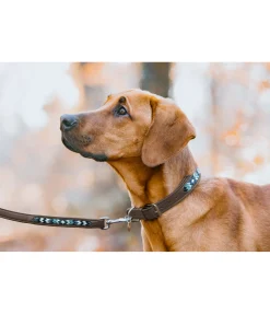 New Collier pour chien en cuir Nashville Harnais & Colliers Pour Chien