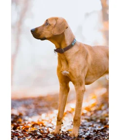 New Collier pour chien en cuir Nashville Harnais & Colliers Pour Chien