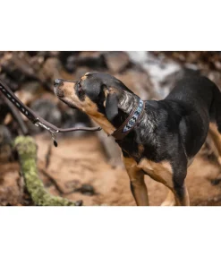 New Collier pour chien en cuir Nashville Harnais & Colliers Pour Chien