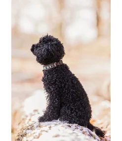 New Collier pour chien en cuir Nashville Harnais & Colliers Pour Chien