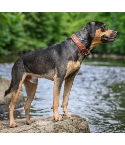 Online Collier pour chien en cuir Chinook Harnais & Colliers Pour Chien