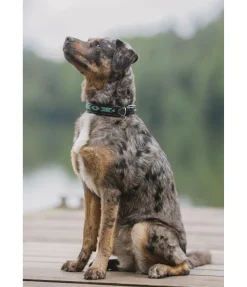 Outlet Collier pour chien en cuir Nashville Harnais & Colliers Pour Chien