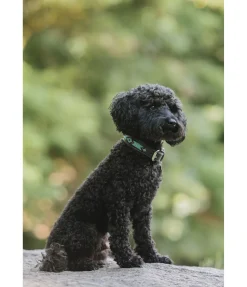 Outlet Collier pour chien en cuir Nashville Harnais & Colliers Pour Chien