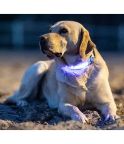 Clearance Collier pour chien LED Loom Harnais & Colliers Pour Chien|Matériel Réflechissant Pour Chiens