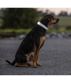 Discount Collier réfléchissant Harnais & Colliers Pour Chien|Matériel Réflechissant Pour Chiens