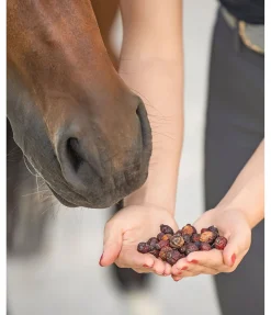 Hot Cynorrhodon Friandises & Récompenses|Aliments Complémentaires