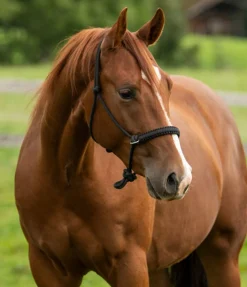 Sale Ensemble licol à noeuds All-in-One Licols À Noeuds