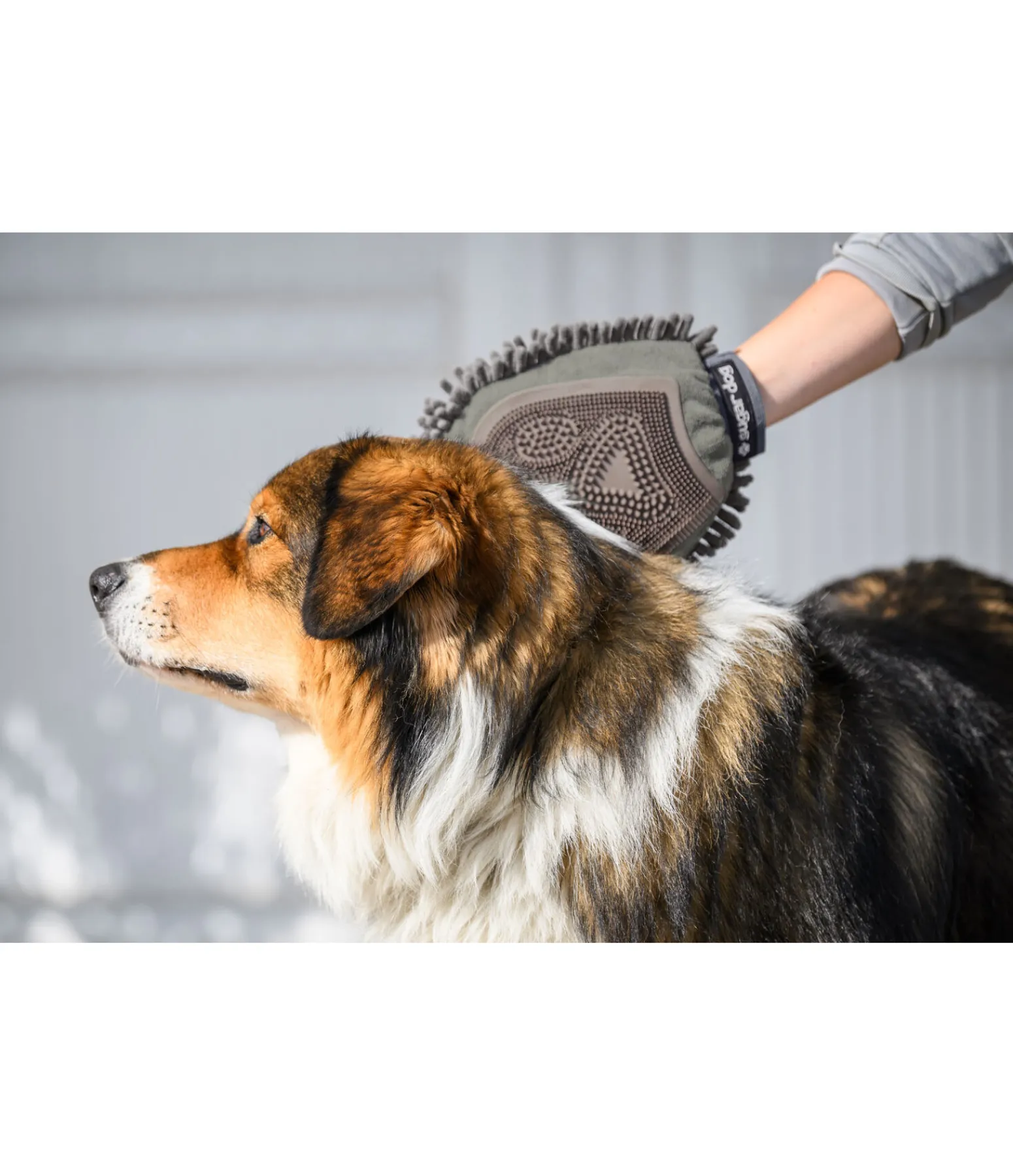 Clearance Gant de toilettage pour chien Cosma Entretien De La Fourrure Pour Chien