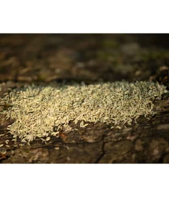 New Graines de fenouil Aliments Complémentaires