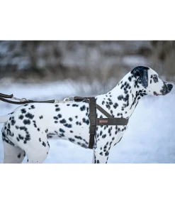 Online Harnais norvégien Miley Harnais & Colliers Pour Chien