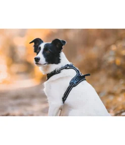 Best Harnais pour chien Expedition Harnais & Colliers Pour Chien
