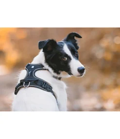 Best Harnais pour chien Expedition Harnais & Colliers Pour Chien