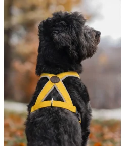 Harnais pour chien Piper Harnais & Colliers Pour Chien