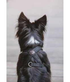 Clearance Harnais pour chien Piper Harnais & Colliers Pour Chien