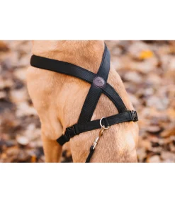 Clearance Harnais pour chien Piper Harnais & Colliers Pour Chien