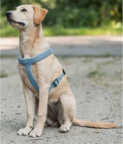 Hot Harnais pour chien Piper Harnais & Colliers Pour Chien