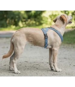 Hot Harnais pour chien Piper Harnais & Colliers Pour Chien