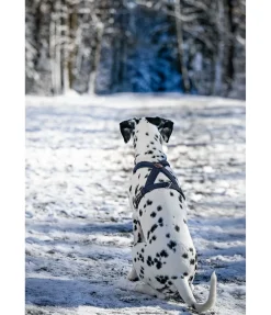 Sale Harnais pour chien Piper Harnais & Colliers Pour Chien