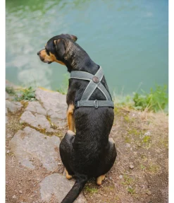 Harnais pour chien Piper Harnais & Colliers Pour Chien