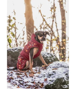 Online Imperméable pour chien Pumpkin Spice, 0 g Manteaux De Pluie Sans Garnissage, 0G