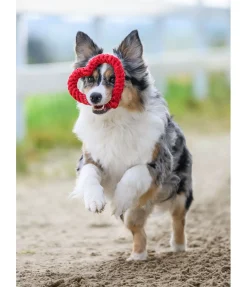 Sale Jouet corde pour chien Valentine Jouets Pour Chien