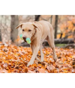 Online Jouet d'eau pour chien Marble Bone Jouets Pour Chien