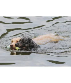 Online Jouet d'eau pour chien Marble Bone Jouets Pour Chien